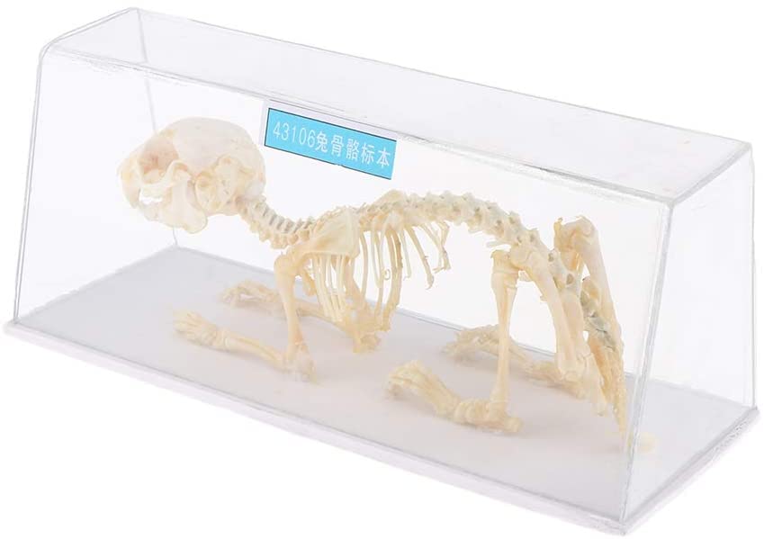 Amazon | 動物骨格モデル ウサギの骨標本 子供 科学自然 おもちゃ